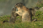 Alpine marmots