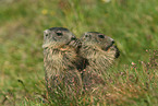 Alpine marmots