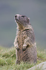 Alpine marmot