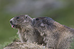 Alpine marmots