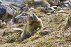 Alpine marmot