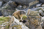 Alpine marmot