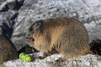 Alpine marmot