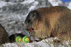 Alpine marmot