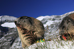 Alpine marmots