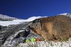 Alpine marmot