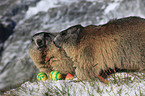 Alpine marmot