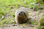 Alpine marmot