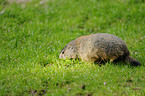 Alpine marmot