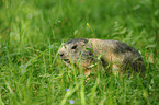 Alpine marmot