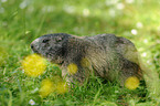 Alpine marmot