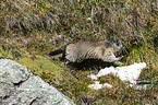Alpine marmot