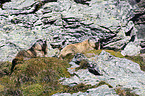 Alpine marmots