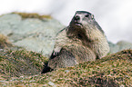 Alpine marmot