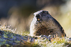 Alpine marmot
