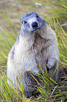 Alpine marmot