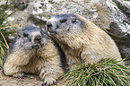 Alpine marmots