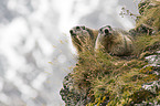 Alpine marmots