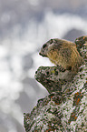 Alpine marmot