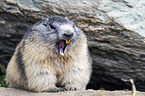 Alpine marmot