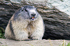 Alpine marmot