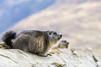 Alpine marmot
