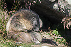 Alpine marmot