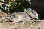 Alpine marmots