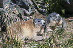 Alpine marmots