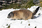 Alpine marmot