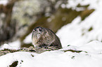 Alpine marmot