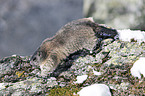 Alpine marmot