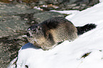 Alpine marmot