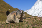 Alpine marmot