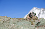 Alpine marmot