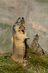 Alpine marmots