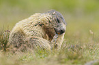 Alpine marmot