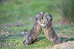 Alpine marmots