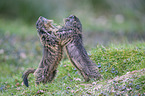Alpine marmots