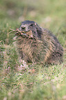 Alpine marmot