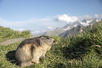 Alpine marmot