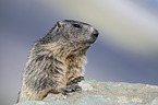 Alpine marmot