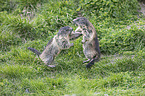 Alpine marmots