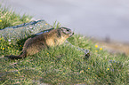 Alpine marmot