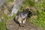 Marmot