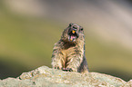 Marmot