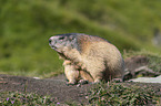 sitting Marmot