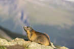 sitting Marmot