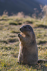 sitting Marmot