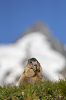 sitting Marmot